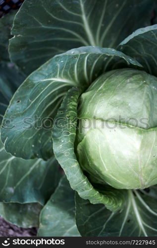 cabbage in the garden. floral background. Agronomy