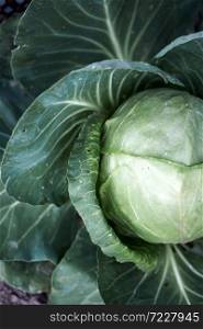 cabbage in the garden. floral background. Agronomy