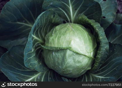 cabbage in the garden. floral background. Agronomy