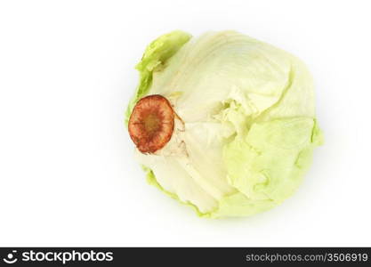 cabbage isolated isolated on white background