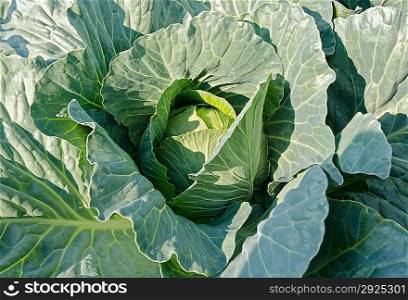 Cabbage leaves. Cabbage growing on the field