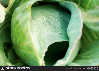 Cabbage of wet in farm with the sunlight.