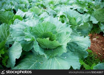 Cabbage on a plot in the winter.