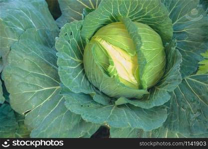 cabbage plant growing in farm. vegatable plantation in garden in farmland