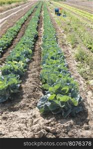 Cabbage plantation in row. Crates on background