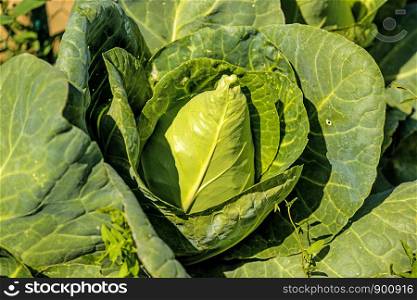 cabbage, ripe vegetable on a field