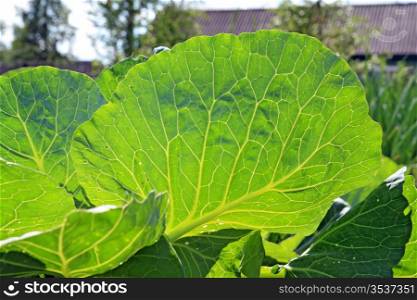cabbage sheet illuminated bright sun