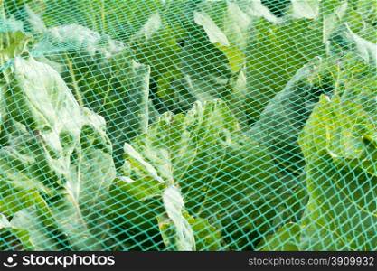 Cabbage under a protective net.