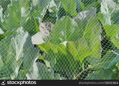 Cabbage under a protective net.