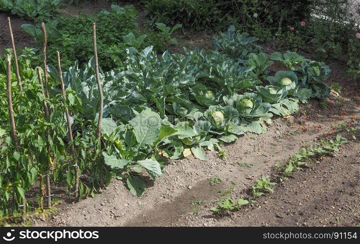 cabbage vegetables food plant. cabbage (Brassica oleracea) vegetables vegetarian and vegan food plants
