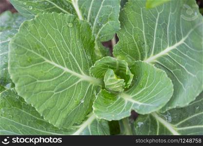 Cabbage vegetables in harvest field for health, food and agriculture concept design.