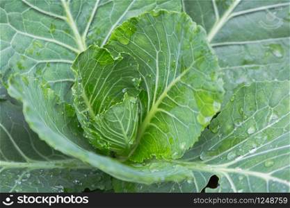 Cabbage vegetables in harvest field for health, food and agriculture concept design.