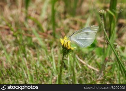 cabbage white butterfly butterfly