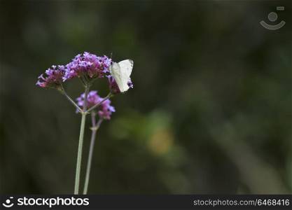 Cabbage white butterfly landed on vibrant flower on Summer day
