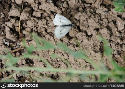 Cabbage white butterfly next to the damage the catepilla can cause to a crop