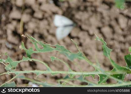 Cabbage white butterfly next to the damage the catepilla can cause to a crop