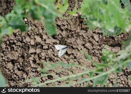 Cabbage white butterfly next to the damage the catepilla can cause to a crop