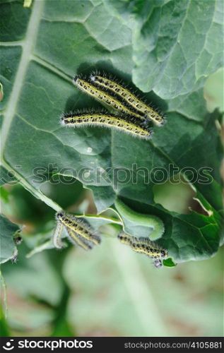 Cabbage white caterpillar eating its way through a crop