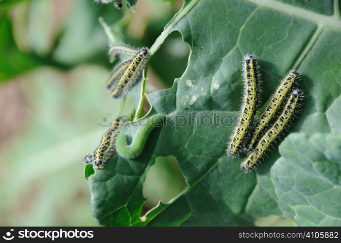 Cabbage white caterpillar eating its way through a crop