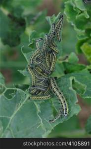 Cabbage white caterpillar eating its way through a crop