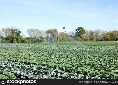 Cabbages growing in an irrigated market garden