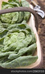 Cabbages in wooden trug