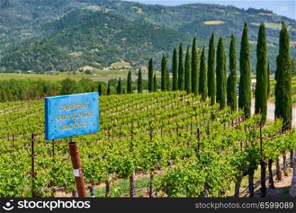 Cabernet Sauvignon wine grape variety sign. Vineyards landscape in California, USA