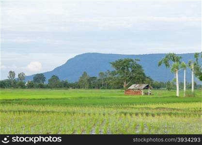 cabin in the rice fields Behind a high mountain with forest cover completely.