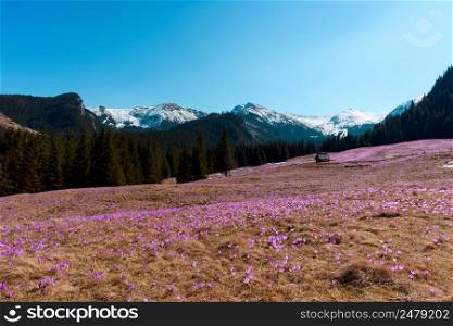 Cabin on the mountain valley with meadow full of flowering spring crocuses