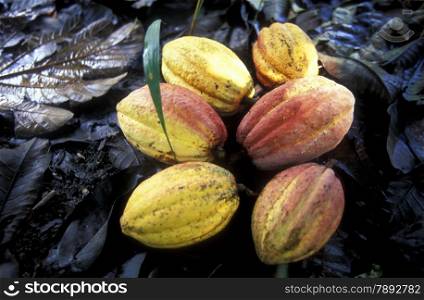 cacao in the Village of Baracoa on Cuba in the caribbean sea.. AMERICA CUBA TRINIDAD