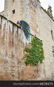 Caceres Peacock in old city top wall at Extremadura of Spain