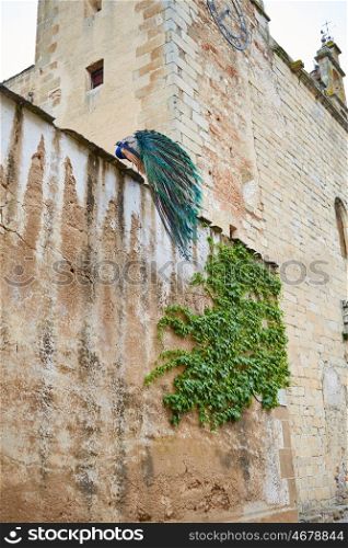 Caceres Peacock in old city top wall at Extremadura of Spain