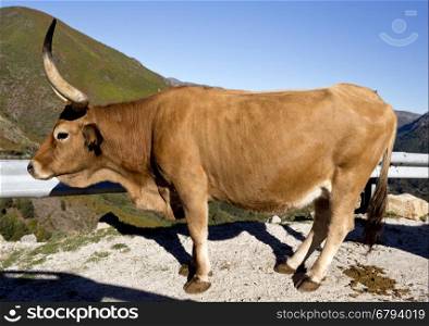 Cachena Cattle is a race of cattle breed from Portugal
