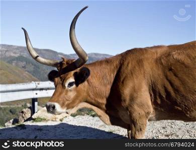 Cachena Cattle is a race of cattle breed from Portugal