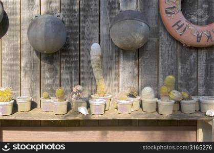 Cacti on Shelf with Buoys and Life Preserver