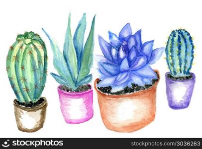 Cacti watercolor art. Hand drawn watercolor cactus, succulent plant illustration.