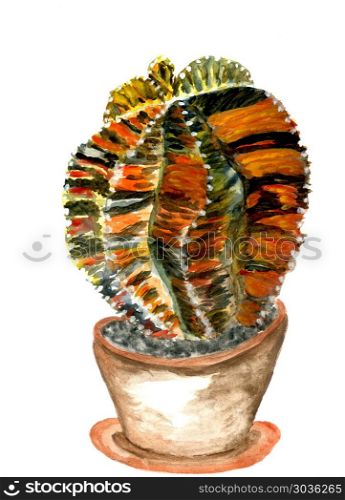 Cacti watercolor art. Hand drawn watercolor cactus, succulent plant illustration.