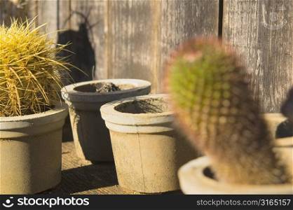 Cacti with Empty Pots