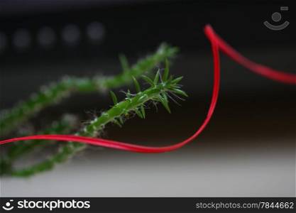 Cactus and red thread