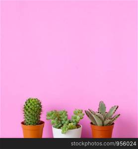 Cactus and succulent plants on pink background with copy space, succulent desert houseplant trendy design concept