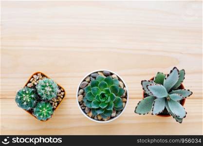 Cactus and succulent plants on wood background with copy space, top view, flat lay, succulent houseplant trendy design concept