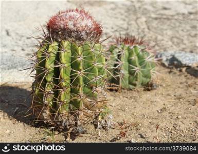 Cactus, Aruba, ABC Islands