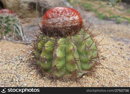 Cactus, Aruba, ABC Islands