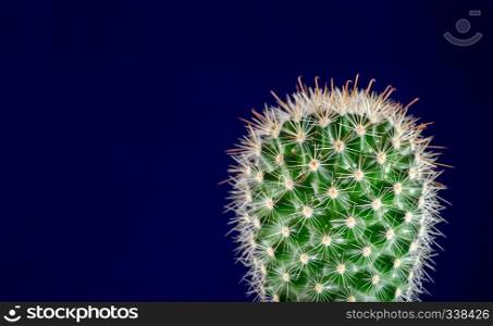 Cactus, blue background