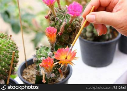 Cactus breeders use pollination brushes to achieve this beautiful and unusual line of cactus.