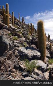 Cactus Canyon near San Pedro de Atacama in the Atacama Desert in northern Chile.