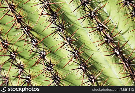 Cactus close up