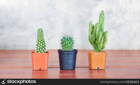 Cactus collection in small flower pots.