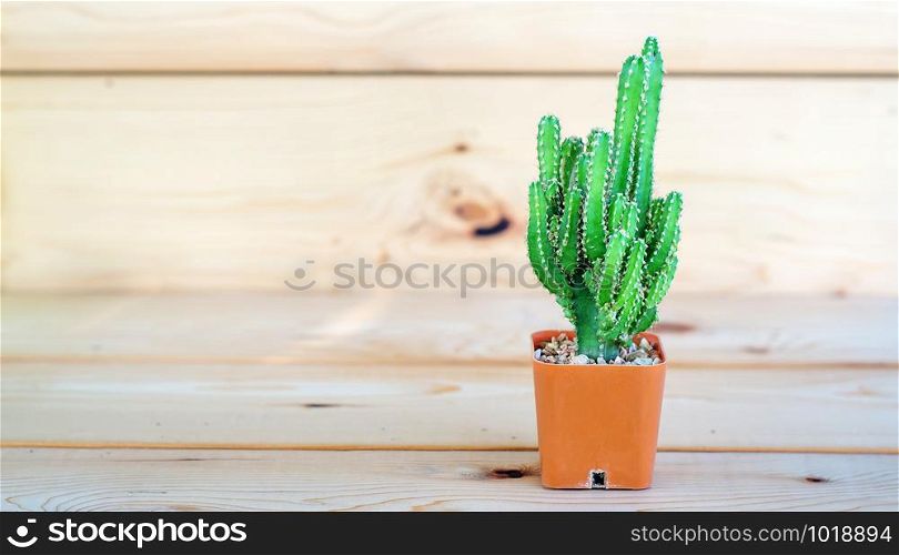Cactus collection in small flower pots on a wooden background.