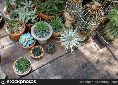 cactus decoration outdoor garden wood table from top view . hobby activities concept